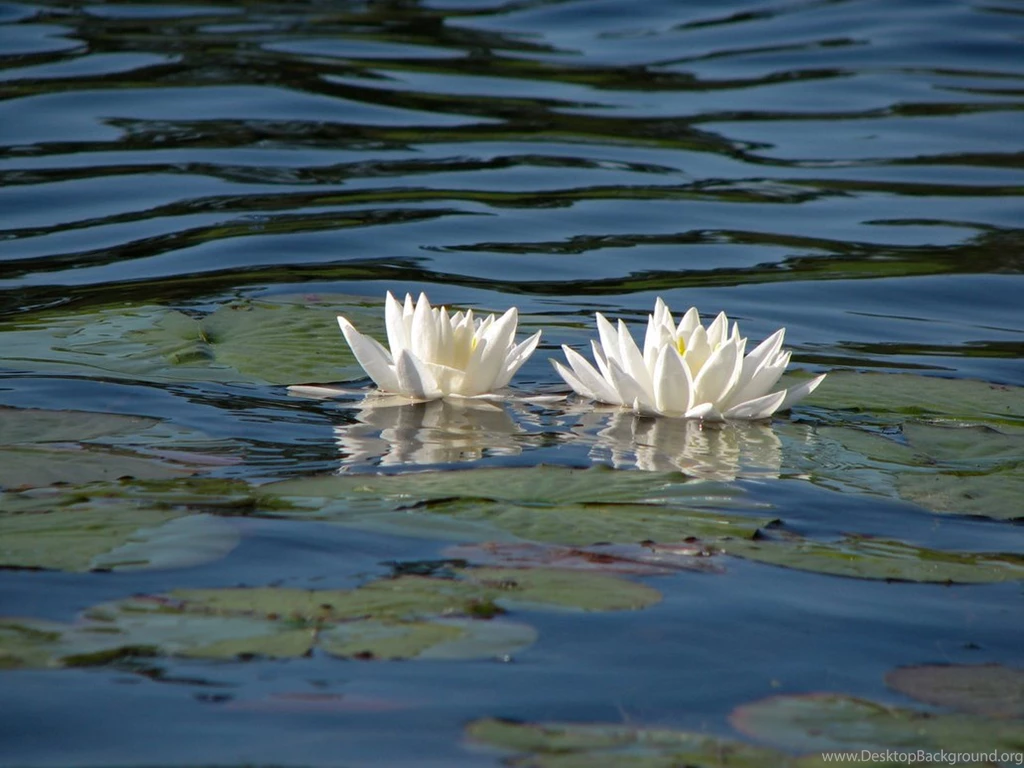 Lily Pad Stock 6 By Moonchilde Stock On DeviantArt