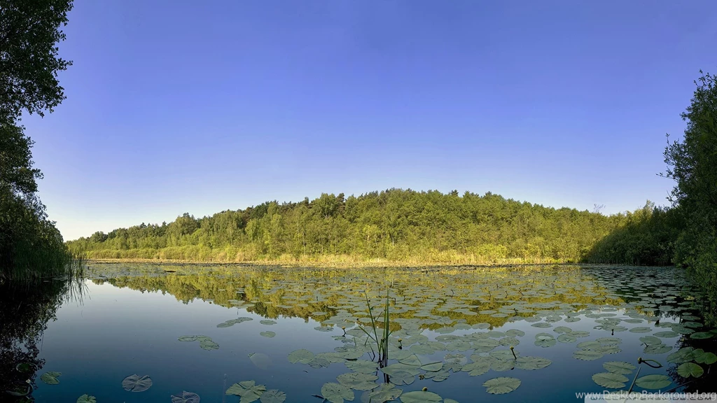 Download Lily Pads On Lake Wallpapers 1920x1080