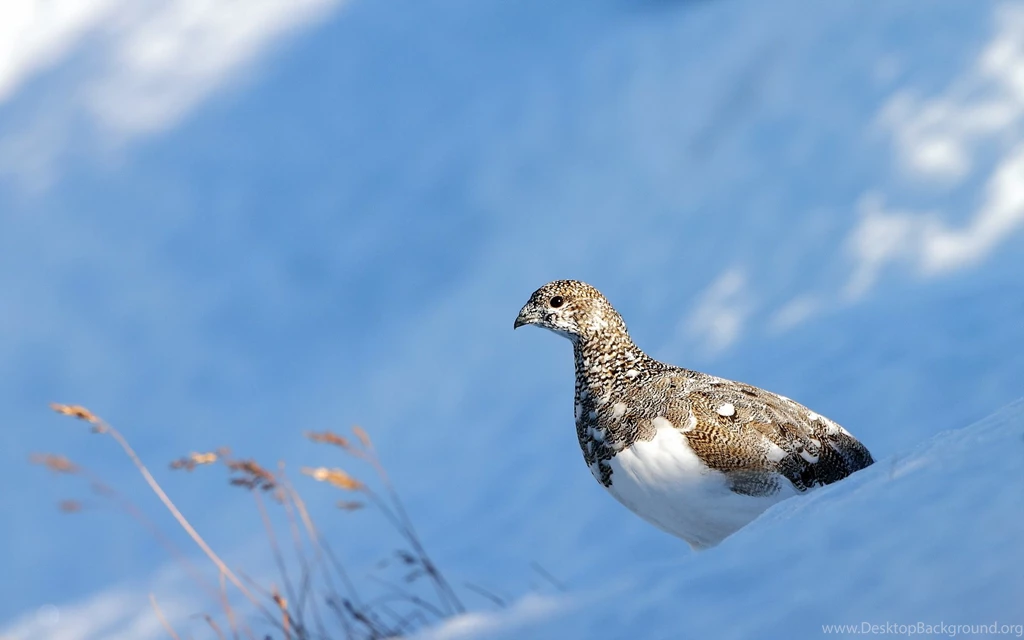 Bird Nature Snow Winter Camo Bokeh Wallpapers