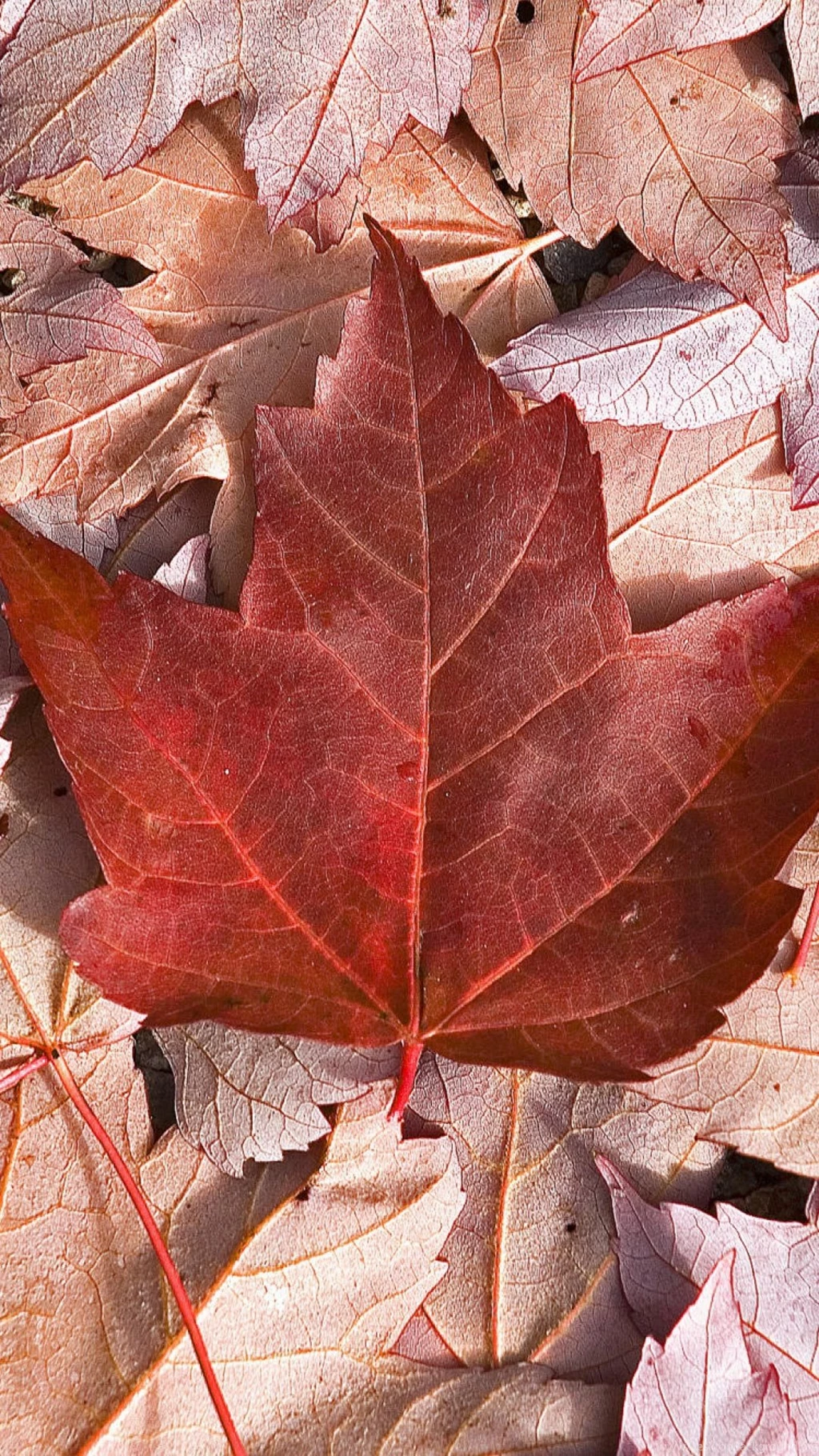 Sony Xperia Z1, ZL, Z, Samsung Galaxy S4, HTC One Canada ...