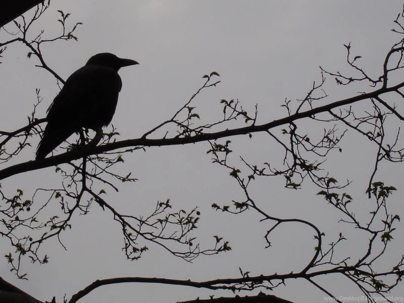 Eap   Edgar Allan Poe Photo (12042285)   Fanpop