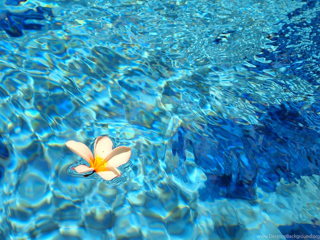 Solitary Plumeria Floating On Blue Lagoon (