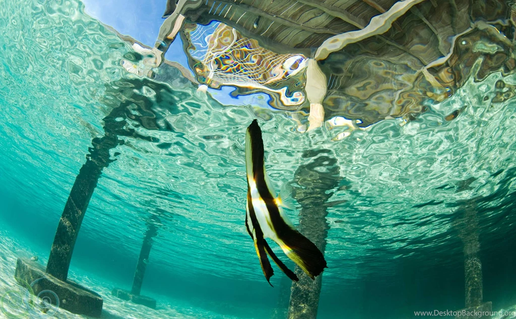 Bat Fish Under Blue Lagoon >> HD Wallpaper, Get It Now!