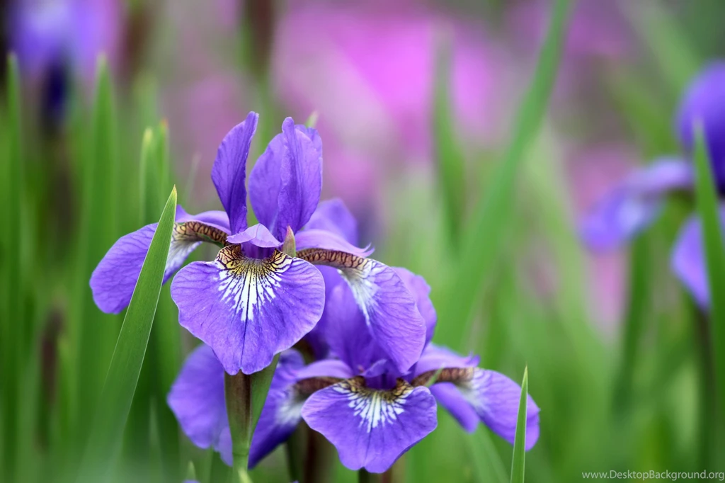 Iris Computer Wallpapers, Desktop Backgrounds