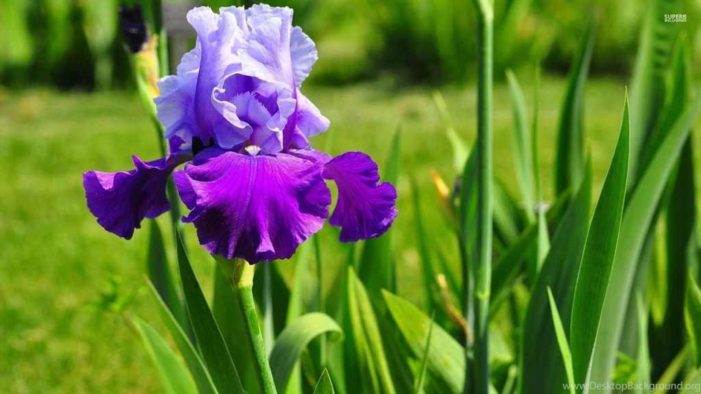 Iris Wallpapers Flower Wallpapers