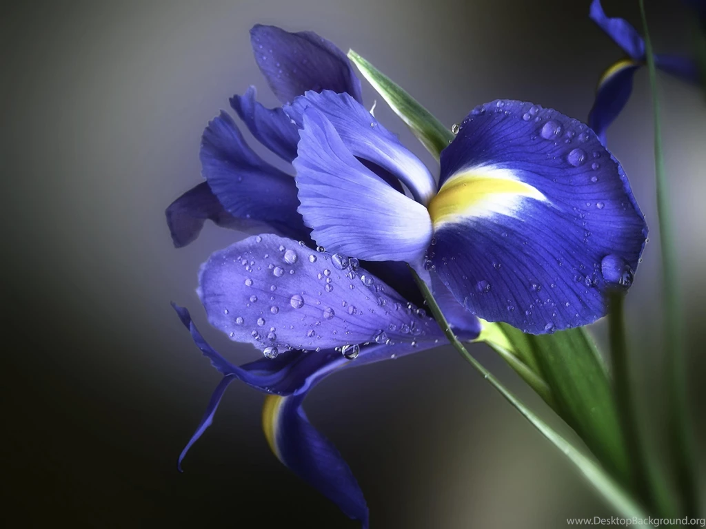 Cobweb Morning Iris (