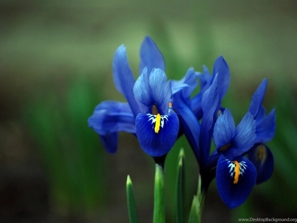 David Bryant Designer Rates And Services