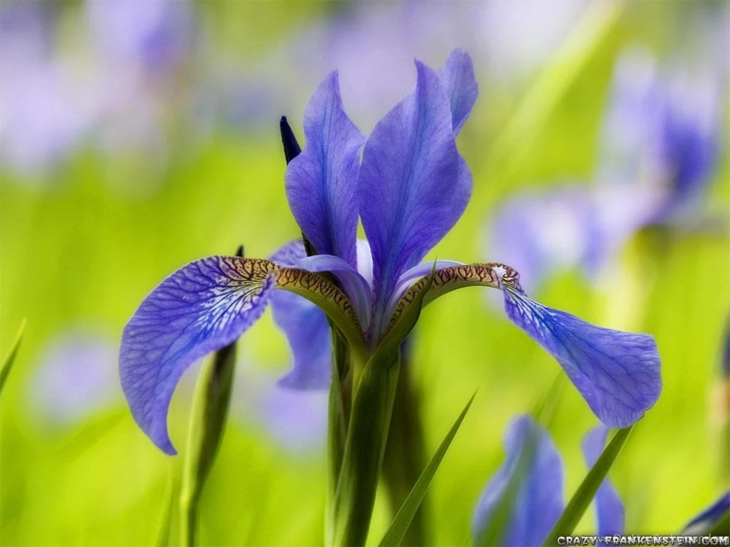 Iris Flower Wallpapers Crazy Frankenstein