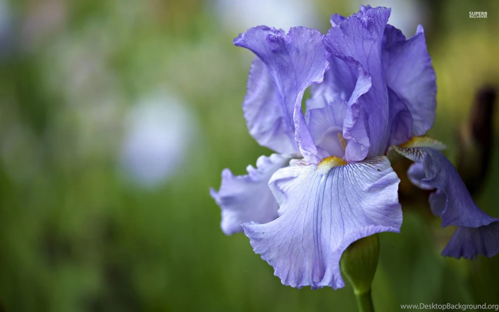 Iris Wallpapers Flower Wallpapers