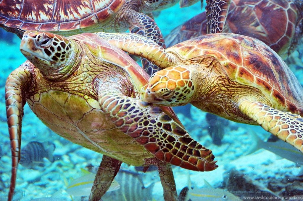 TURTLES SWIMMING IN BLUE LAGOON BORA BORA WALLPAPER (