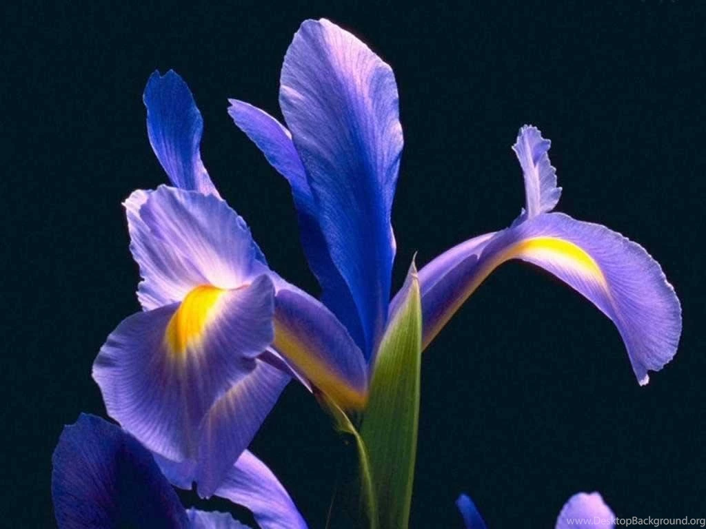 Purple Iris (