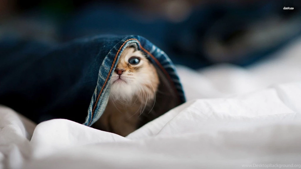 Cute Baby Cat Hiding Wallpapers   Animal Wallpapers