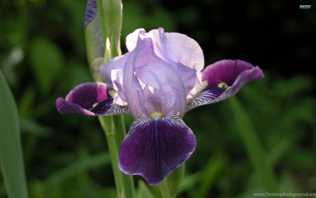 Iris Wallpapers Flower Wallpapers