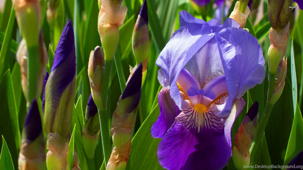 Purple Iris Wallpapers Flower Wallpapers