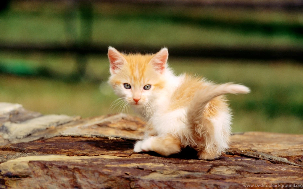Animals widewallpaper baby cat in forest 60051.jpg