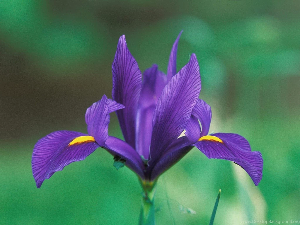 IRIS DOMESTIC IRIS HD WALLPAPER (