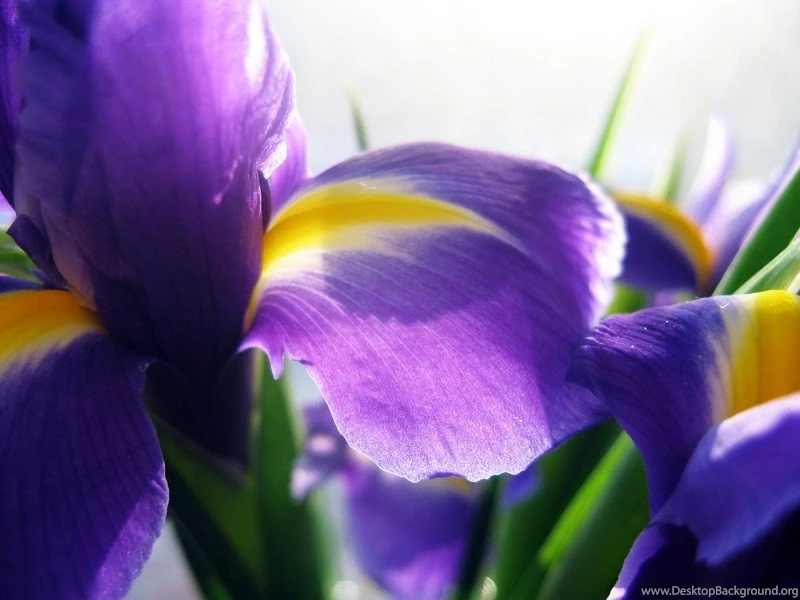 Cool Wallpaper, Flower