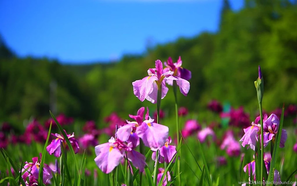 Iris Flower Wallpapers