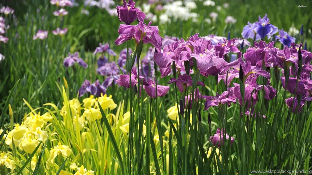 Iris Wallpapers Flower Wallpapers
