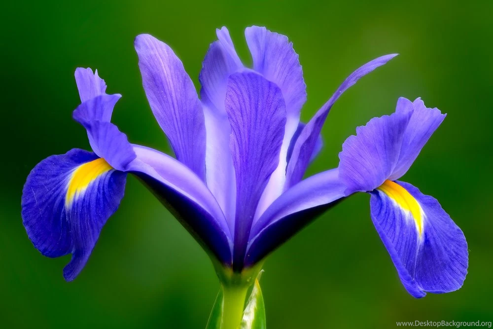Iris Photos