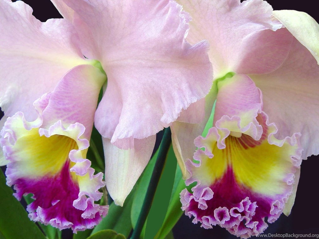 Desktop Wallpapers · Gallery · Nature · Pink Iris Flowers ...