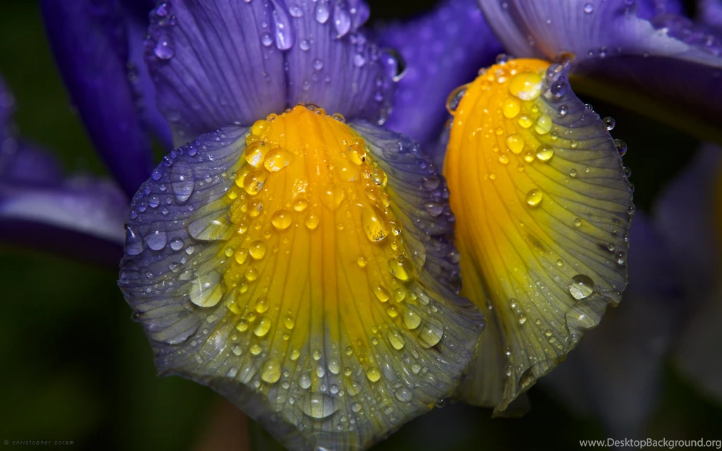 Iris One Computer Wallpapers, Desktop Backgrounds