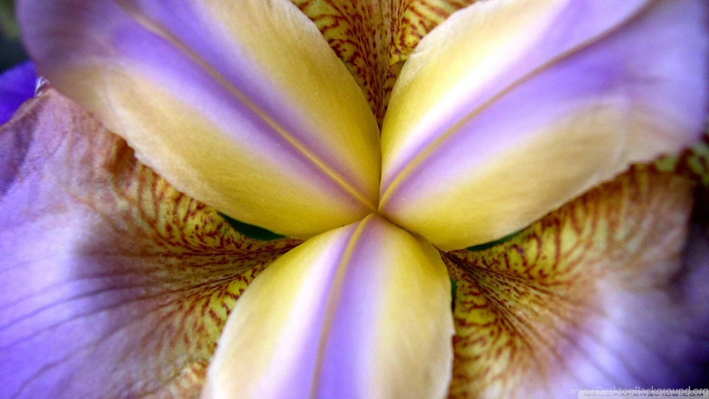 Iris, Purple, 1920x1080 HD Wallpapers And FREE Stock Photo