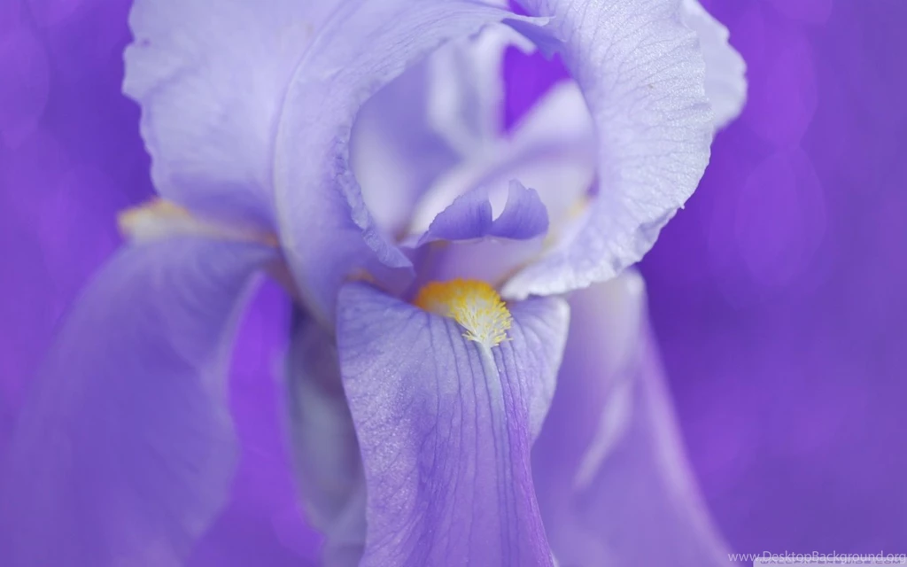 Iris Flower HD Desktop Wallpapers : Widescreen : High Definition ...