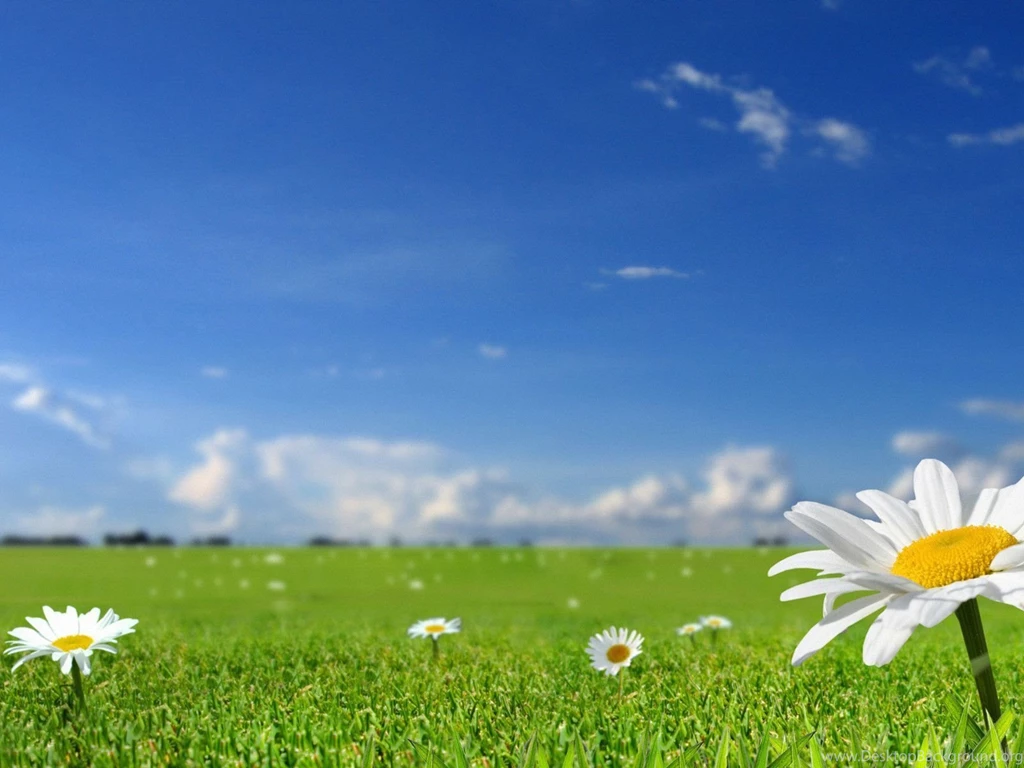 Beautiful Flowers Backgrounds Wallpapers Cave