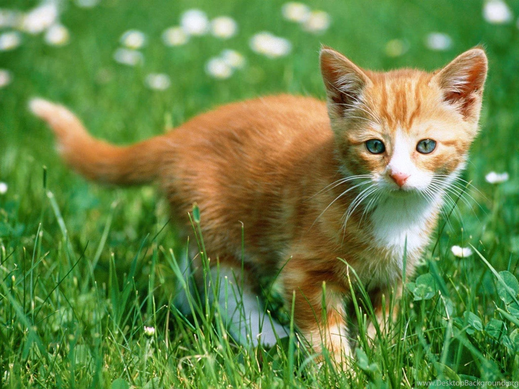 Cute Kitty Wallpapers   Cats Wallpapers