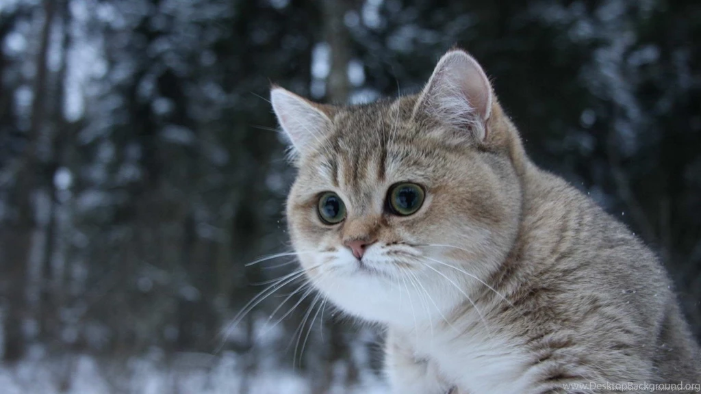 Download 1600x900 The Most Awesome Cat Wallpapers