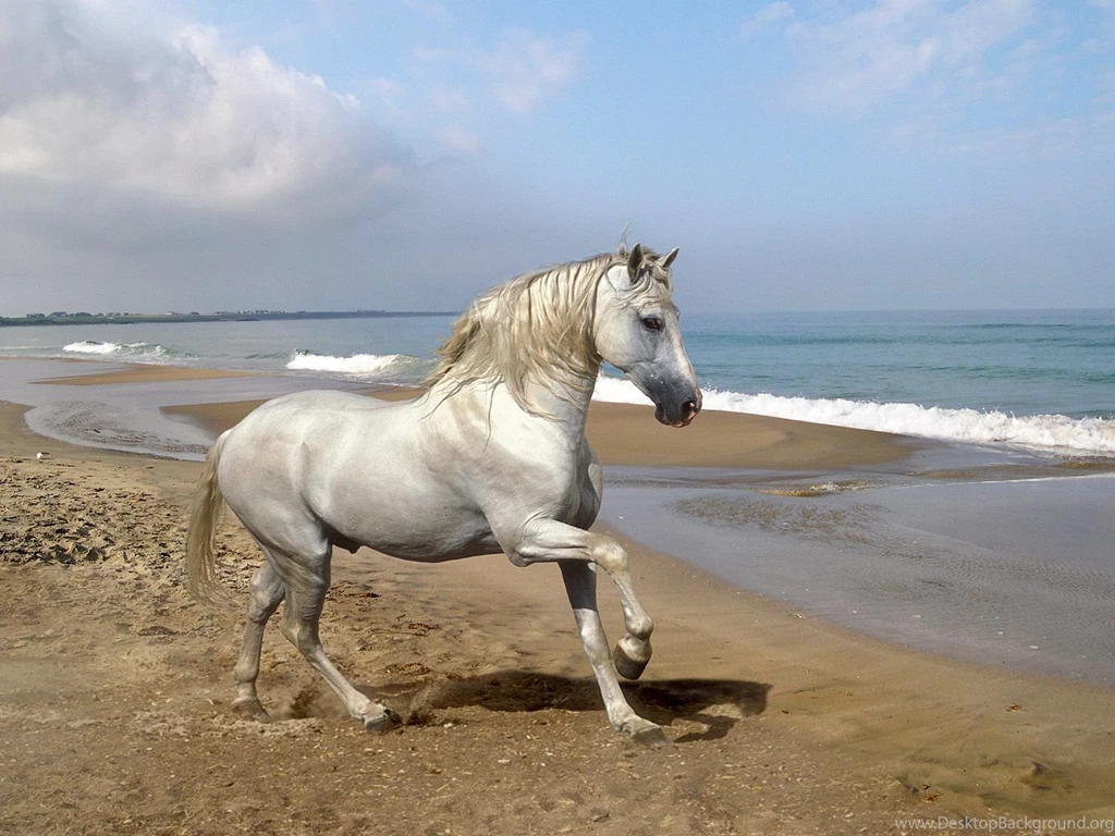 Free Horse Desktop Wallpapers Wallpapers Cave