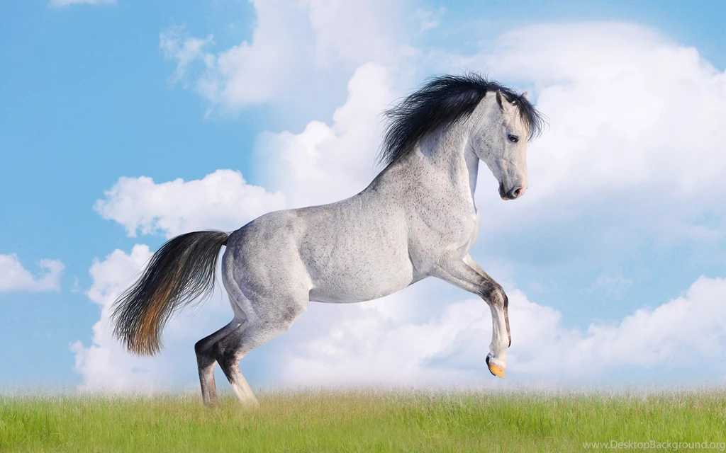 Horse Desktop Wallpapers Wallpapers   HD Wallpapers 88711