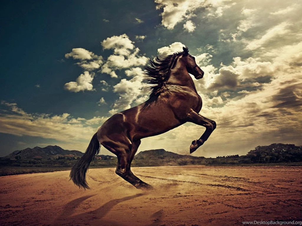 Horse Wallpapers   Wallpapers Cave