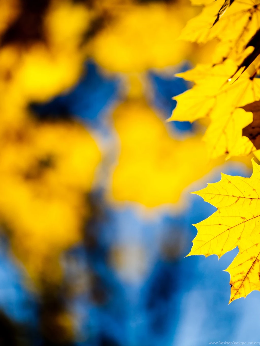 1536x2048 Yellow Leafs Ipad 4 Wallpapers