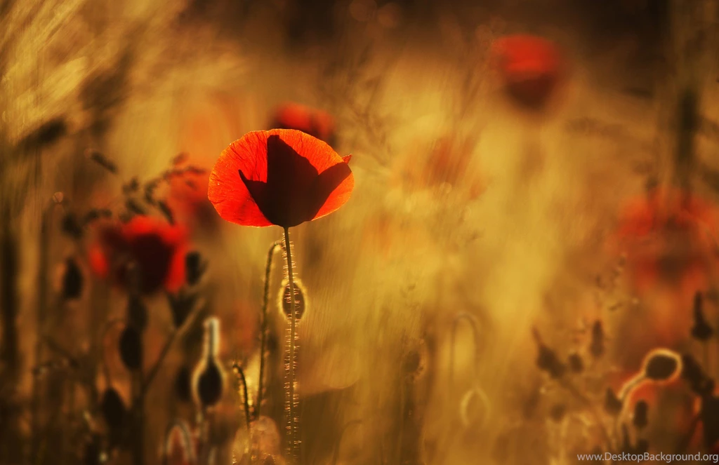Poppies Red Flowers Field Close up Blurred Wallpapers