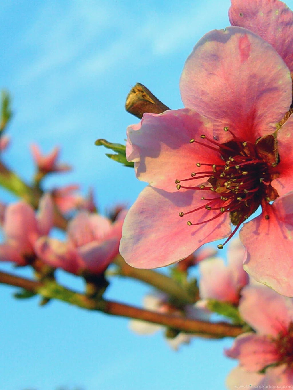 1536x2048 Spring Blossom Ipad 4 Wallpapers