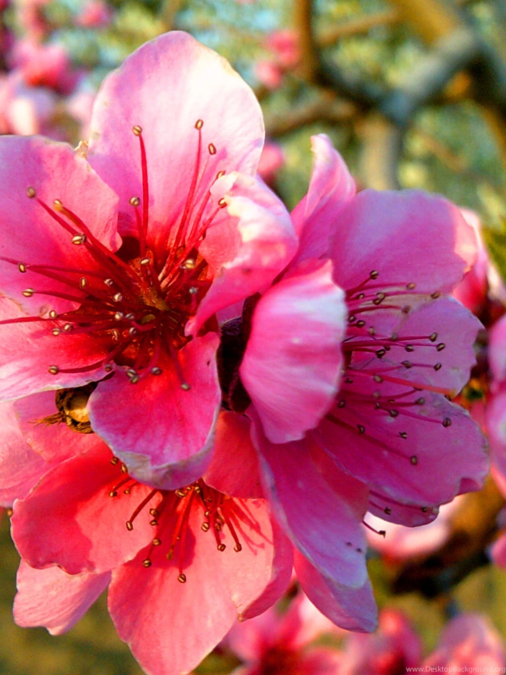 1536x2048 Spring Blossom Ipad 3 Wallpapers