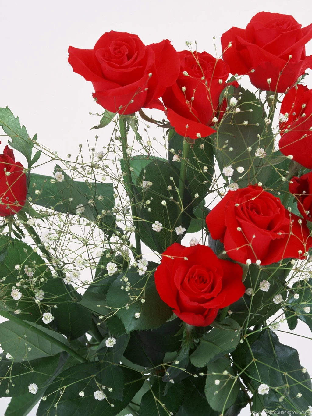 1536x2048 Your Roses Ipad 4 Wallpapers