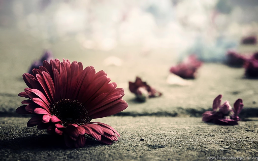Hd Nature Wallpapers, Natural Images, Cute Desktop Images, Nature ...