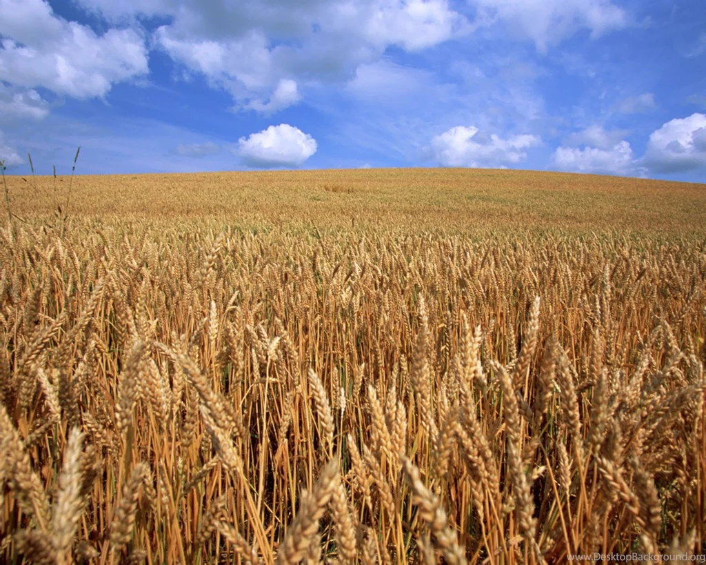 Beautiful Farmland Scene Wallpapers 1280x1024 NO.36 Desktop ...