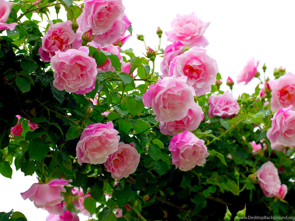 Pink Backgrounds Desktop Wallpapers