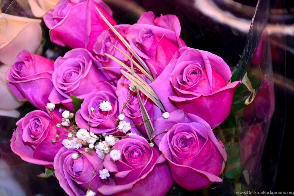 Rose HD Desktop Wallpapers Bing Images