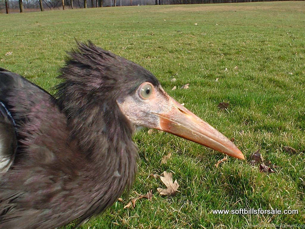 White bellied stork.jpg