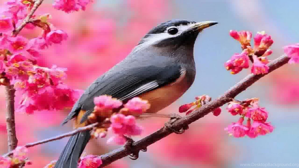 Beautiful Birds Wallpapers   YouTube