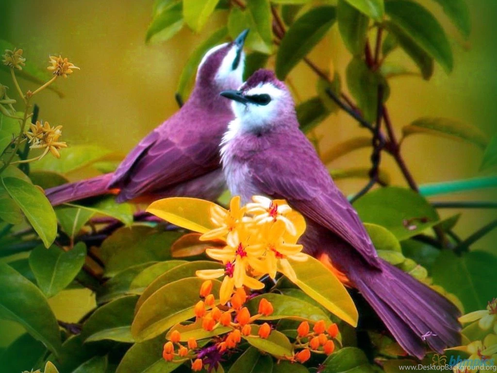 Download Birds Res As Wallpapers 1024x768