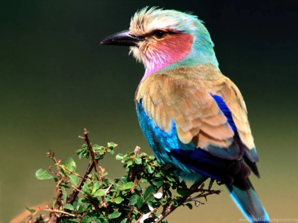 Birds Wallpapers Hd Free Download