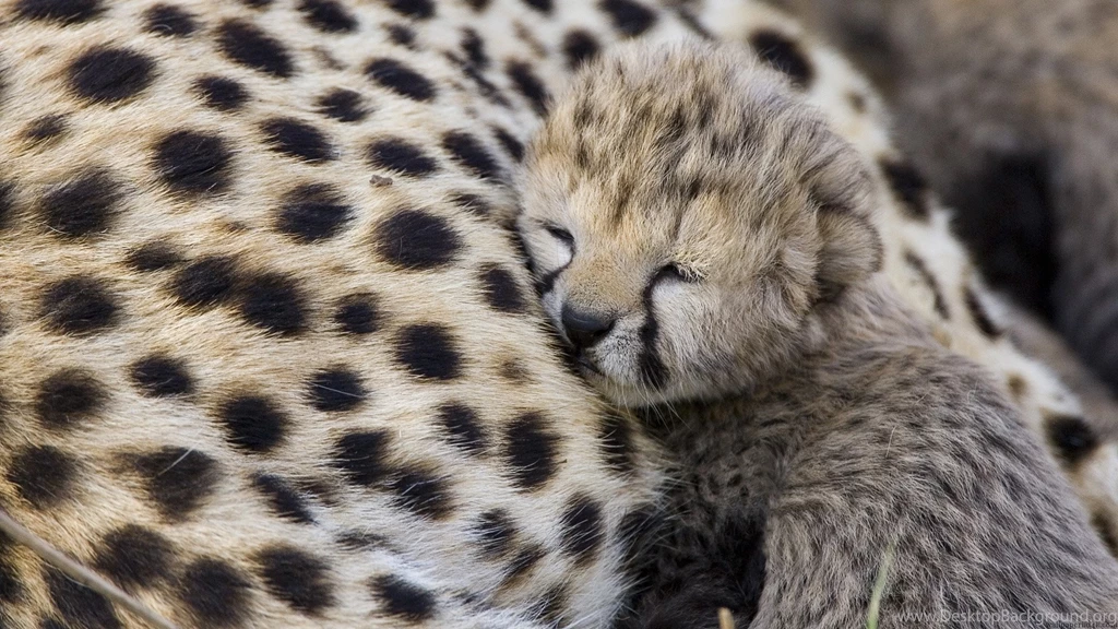 6890251 cute baby cheetah wallpapers Wallpapers HD Wallpapers HD ...