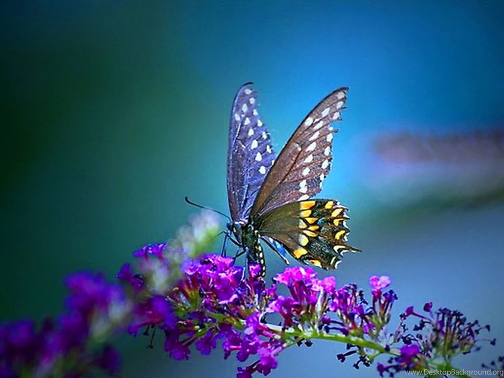 Butterfly Pictures Free FREE Butterfly Wallpapers – Image