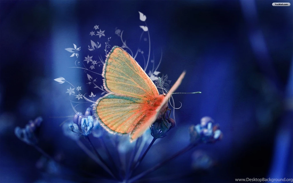 YouWall Orange Butterfly Wallpapers Wallpaper,wallpapers,free ...